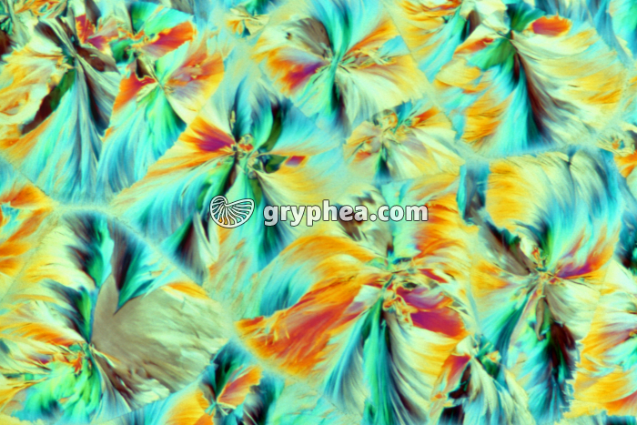 Vitamine B1 x25 - gryphea.org